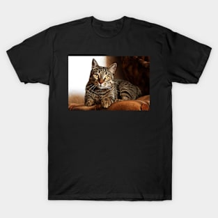 Tabby Cat T-Shirt